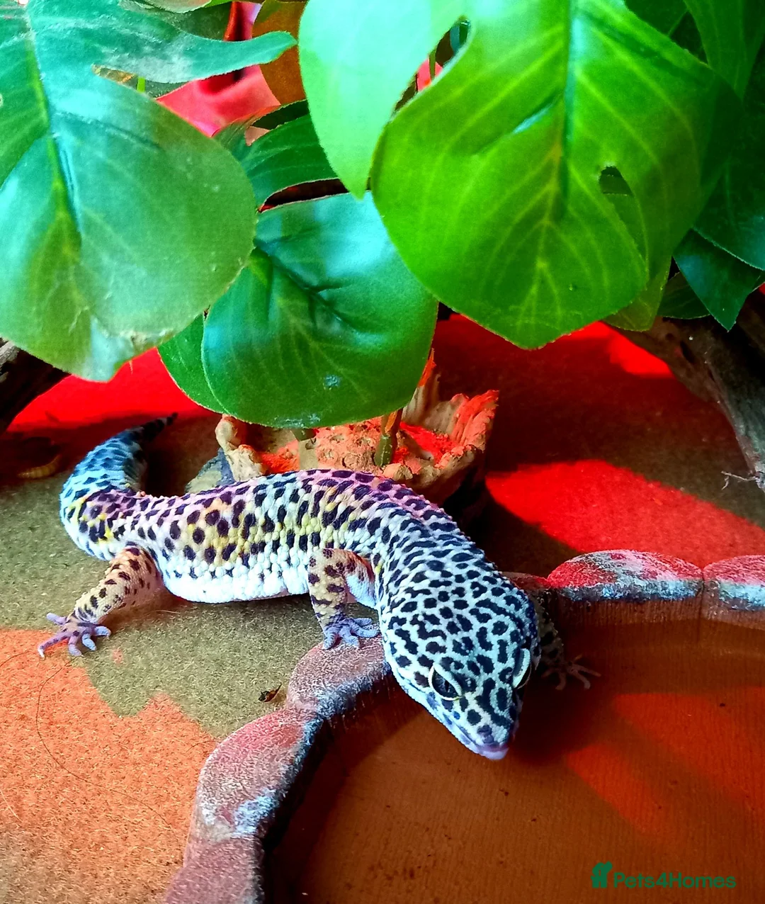 Leopard Gecko reptiles for sale: Leopard Gecko  - Advert 2