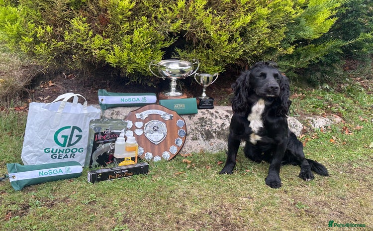 Cocker Spaniel dogs - Advert 1