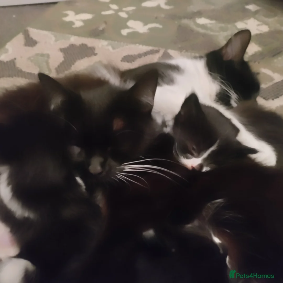 Mixed Breed cats for sale: 8 beautiful kittens available mid June - Advert 7
