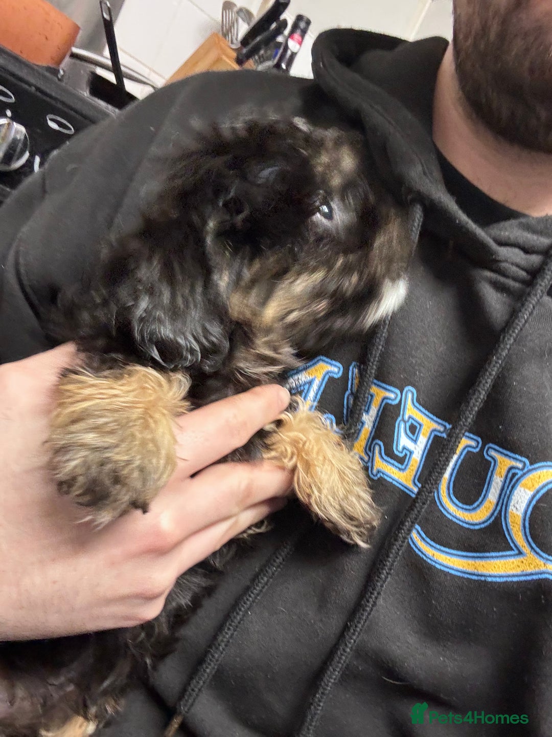 Mixed Breed dogs for sale: King Charles cavalier cross Maltese shihtzu  - Advert 6