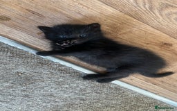 Mixed Breed cats for sale: Beautiful male kitten for new home - Image 7