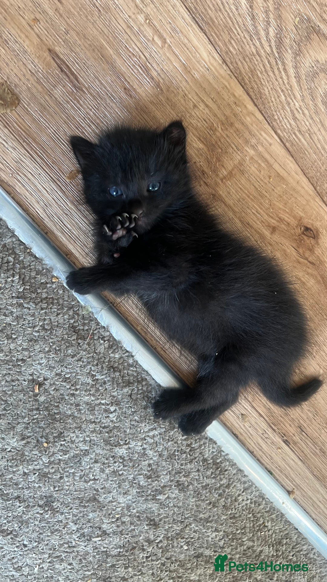 Mixed Breed cats for sale: Beautiful male kitten for new home - Image 7