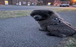 Chow Chow dogs for sale: Chow chow  - Image 8