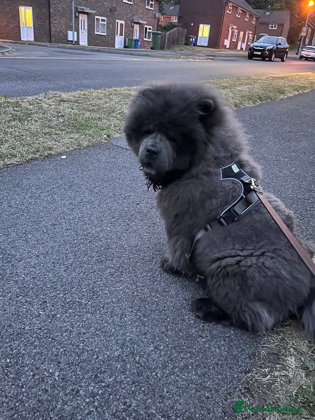 Chow Chow dogs for sale: Chow chow  - Image 8