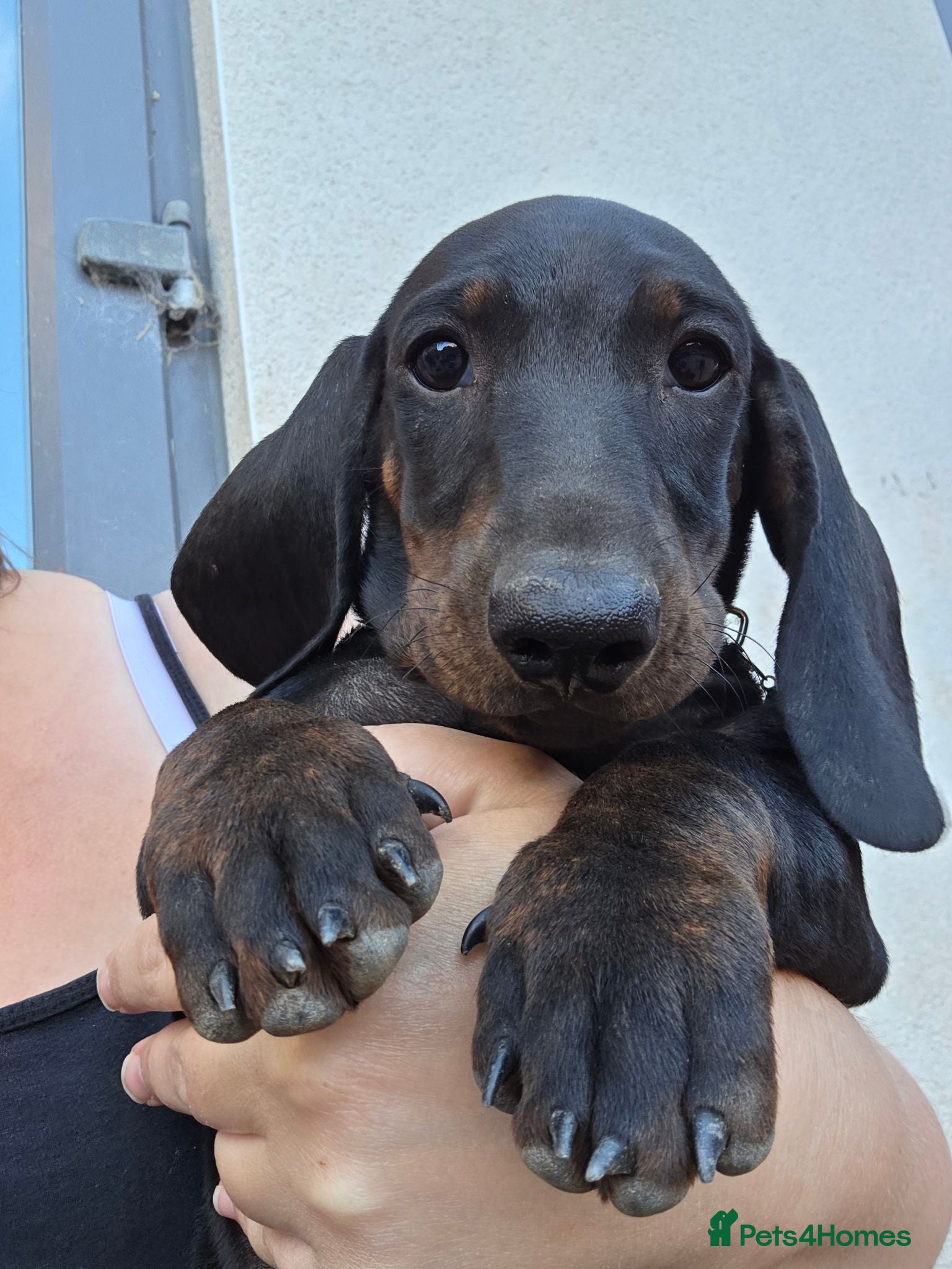 Dachshund dogs Last kc registered standard smooth puppy available - Advert 11