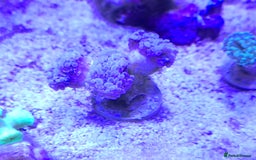 Other/Mixed Breed fish for sale: Saltwater fish - Image 9