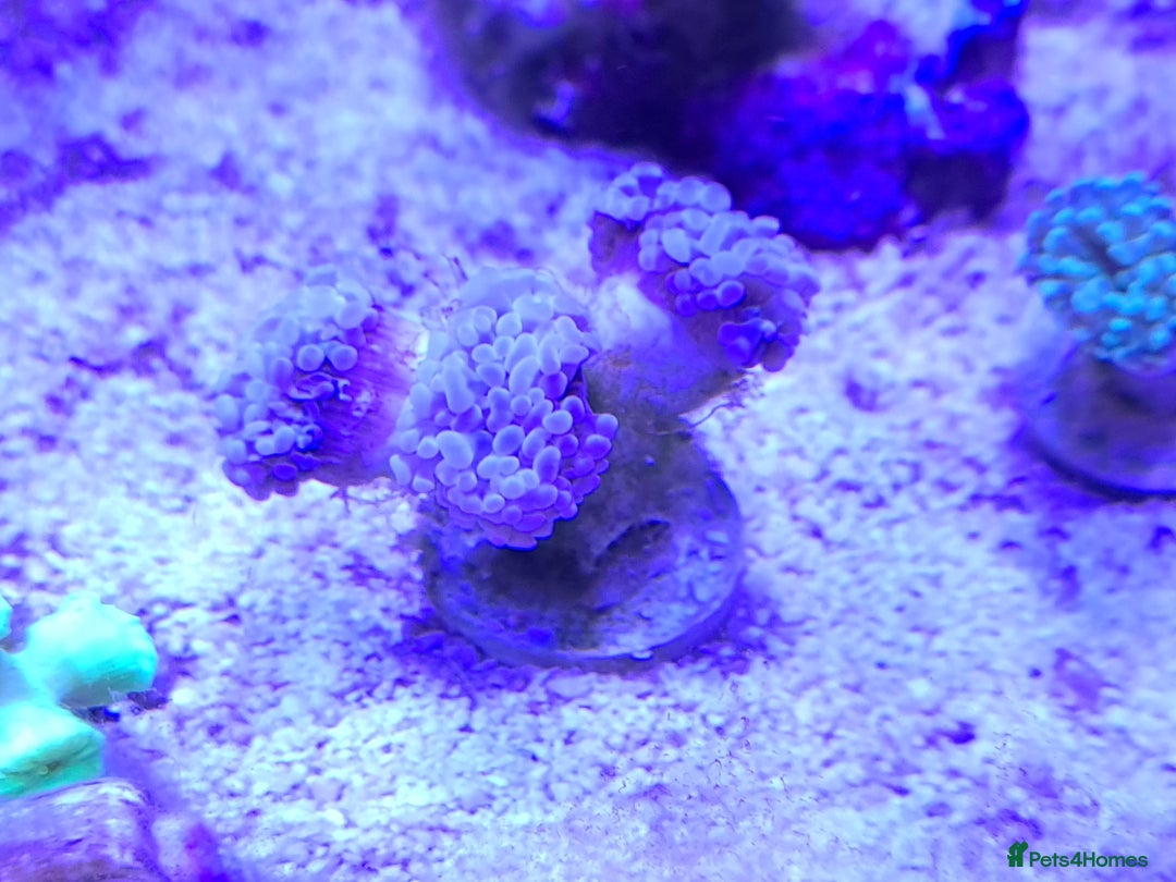 Other/Mixed Breed fish for sale: Saltwater fish - Image 9