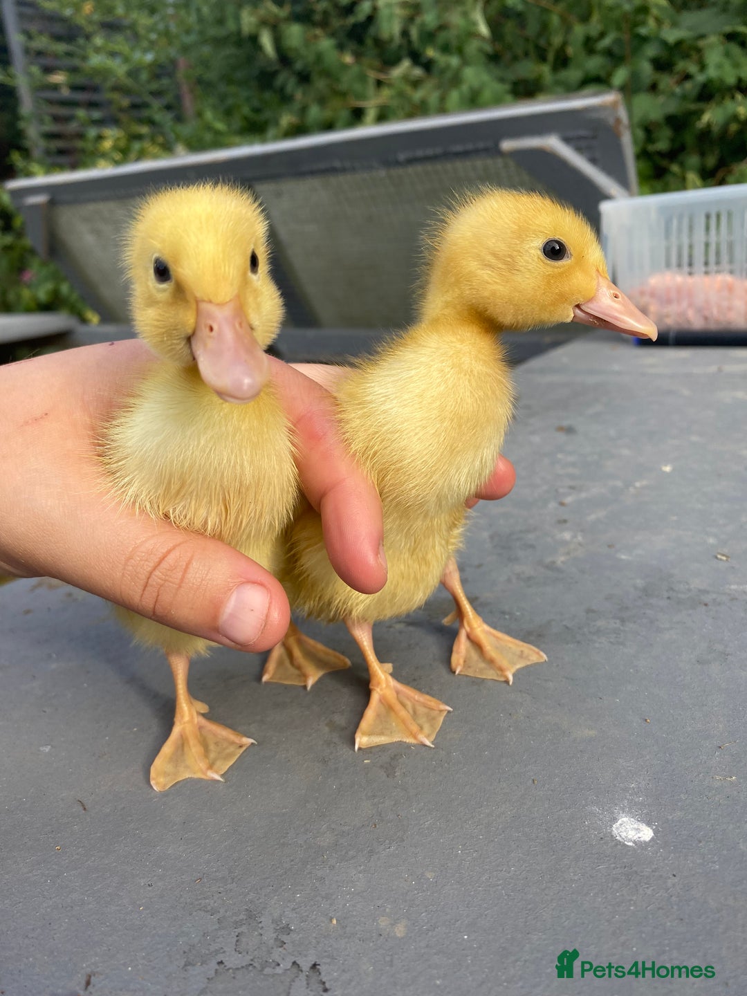 Ducks poultry for sale: Indian Runner Duck Ducklings + Fertile Eggs - Image 4