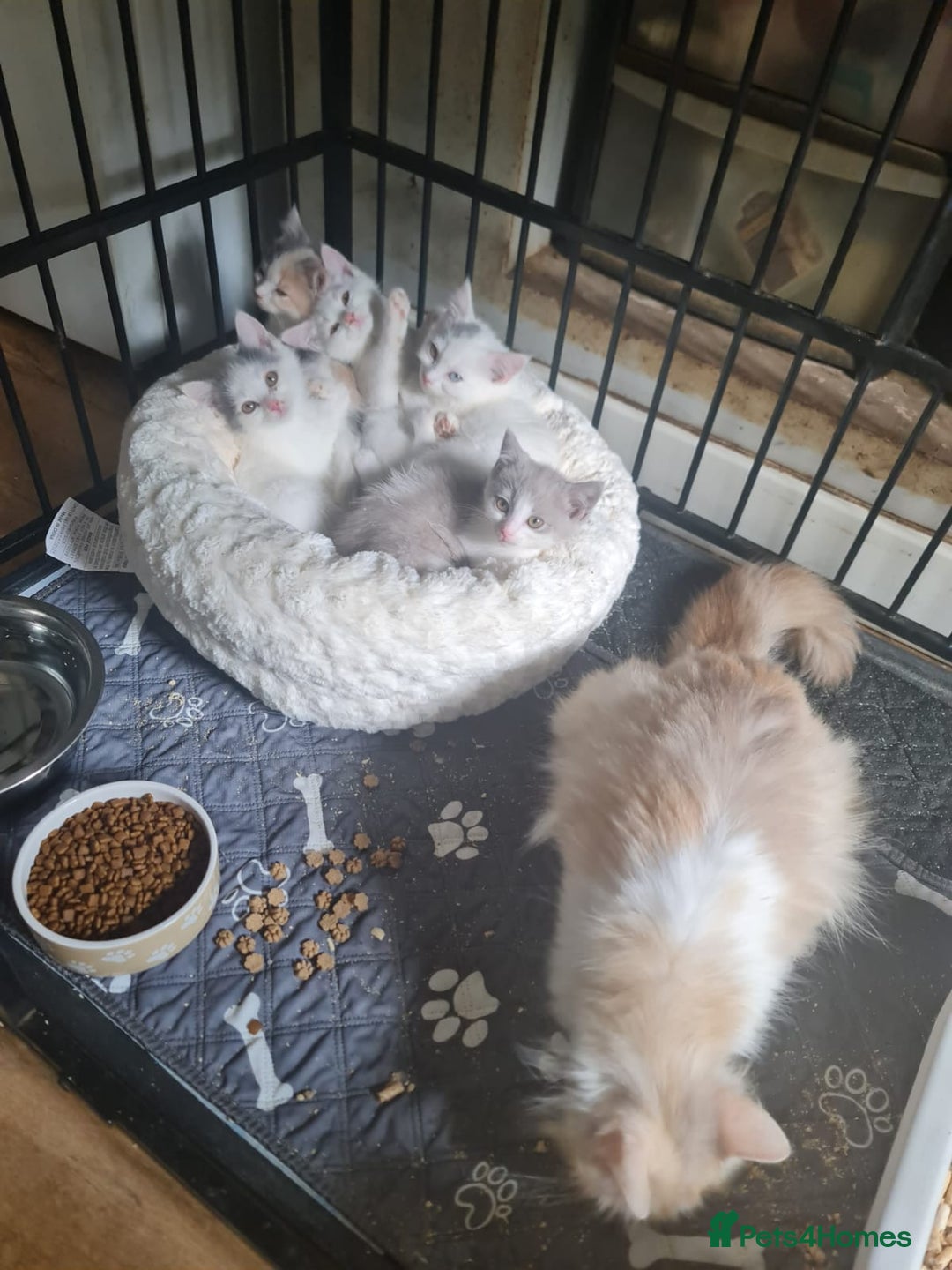 Mixed Breed cats for sale: Ragdoll x british short-hair  - Image 4