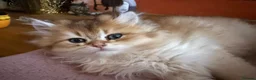 British Longhair cats for sale: Show Quality Golden BLH chinchillas - Advert 5
