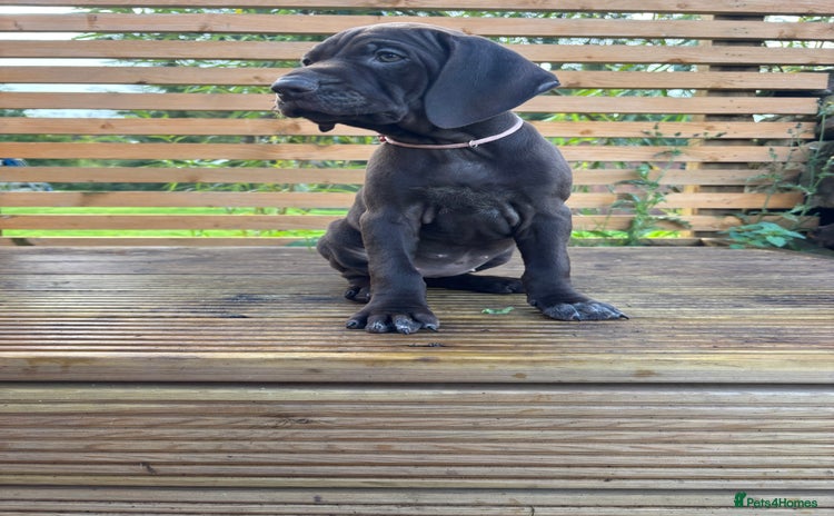 German Shorthaired Pointer dogs - Advert 1