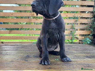 German Shorthaired Pointer dogs - Advert 4