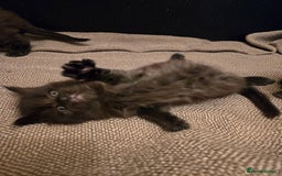 Maine Coon cats for sale: GCCF Maine Coon kittens  - Advert 22