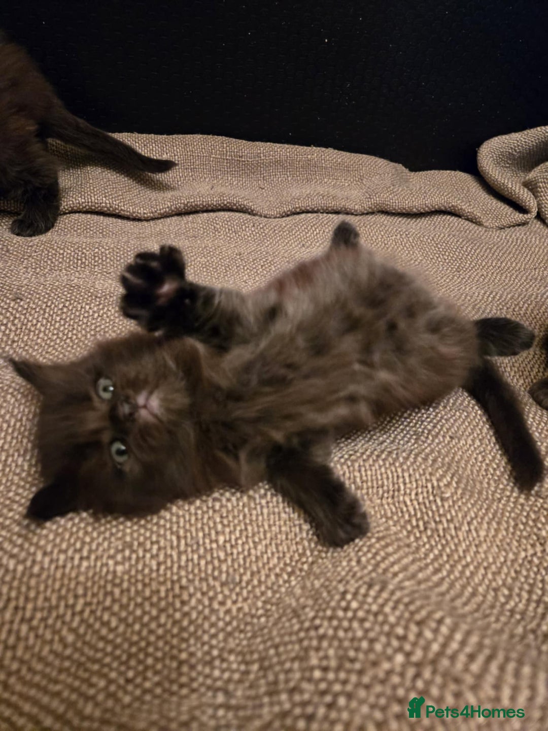 Maine Coon cats for sale: GCCF Maine Coon kittens  - Advert 22