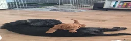Labradoodle dogs for sale: Toy Labradoodle  in Burntisland - Advert 8