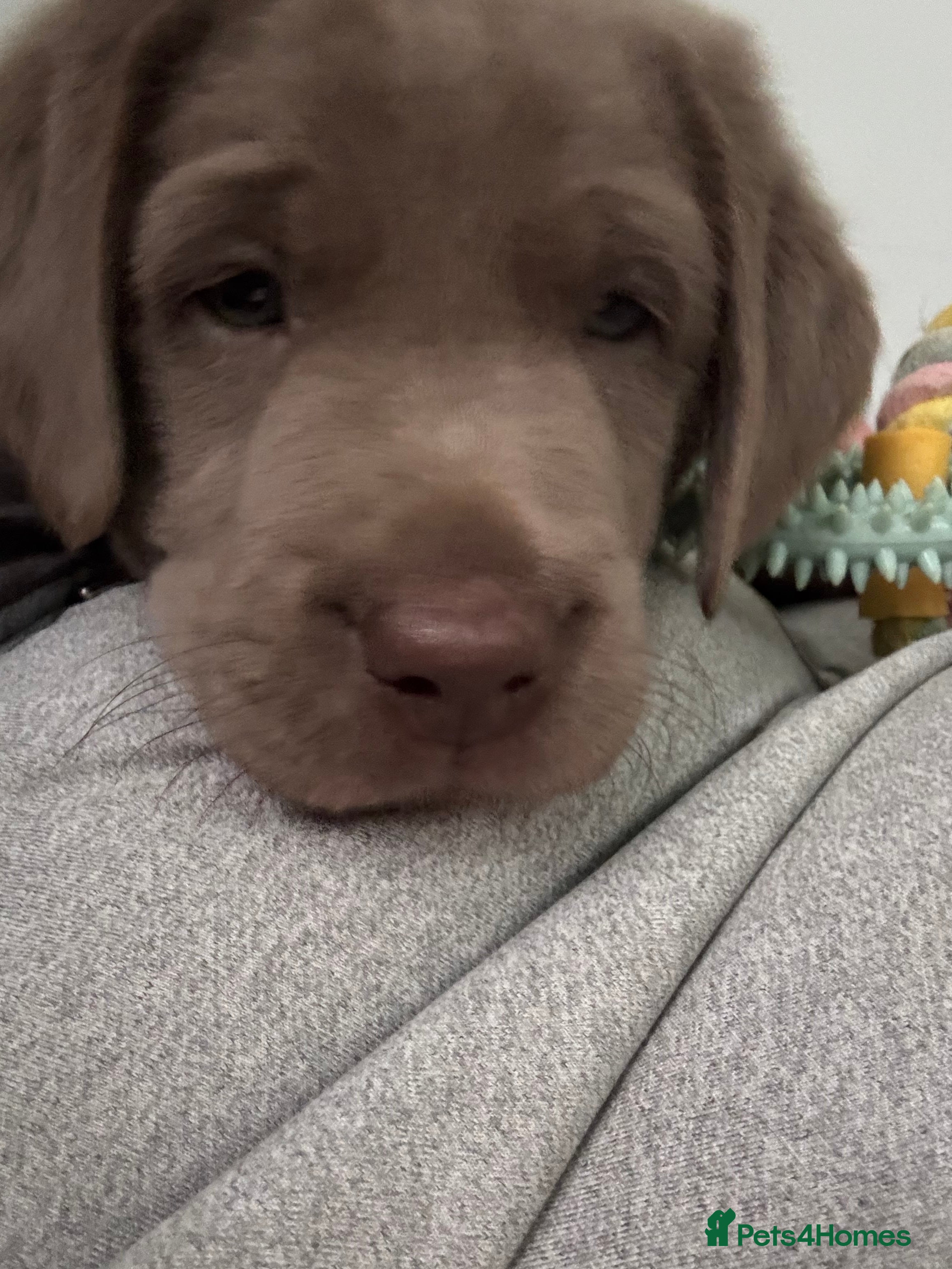 Labrador Retriever dogs Gorgeous Silver Labrador Puppies For Sale! - Advert 2