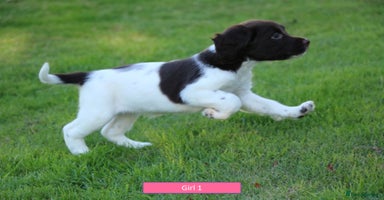 English Springer Spaniel dogs - Advert 8