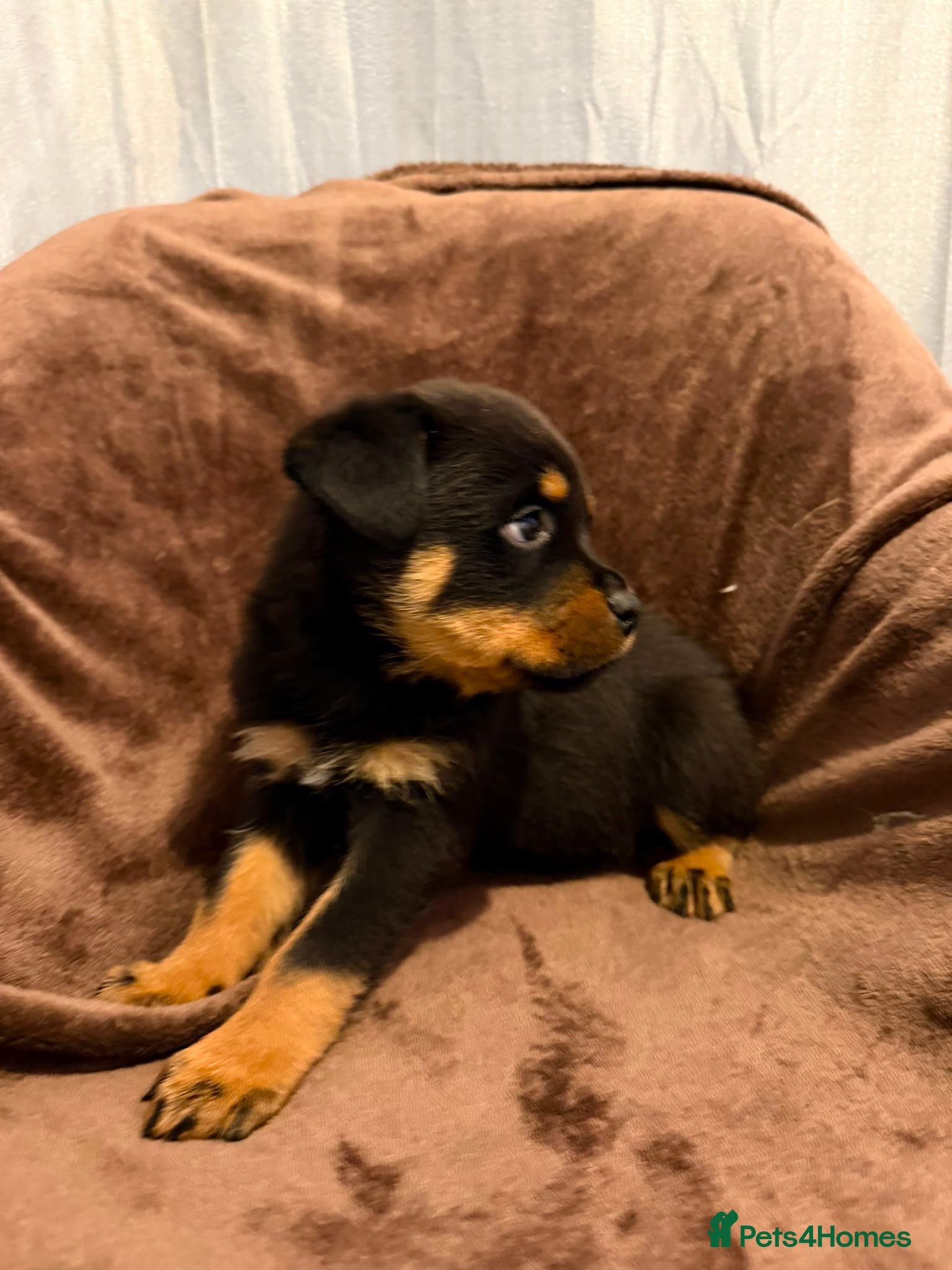 Rottweiler dogs German Rottweiler puppies  - Advert 8