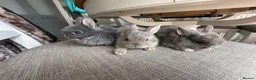 Netherland Dwarf rabbits for sale: Lovely Netherlands dwarf baby rabbits. - Advert 3