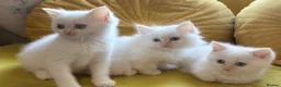 Mixed Breed cats for sale: Ragdoll x Persian  - Advert 6