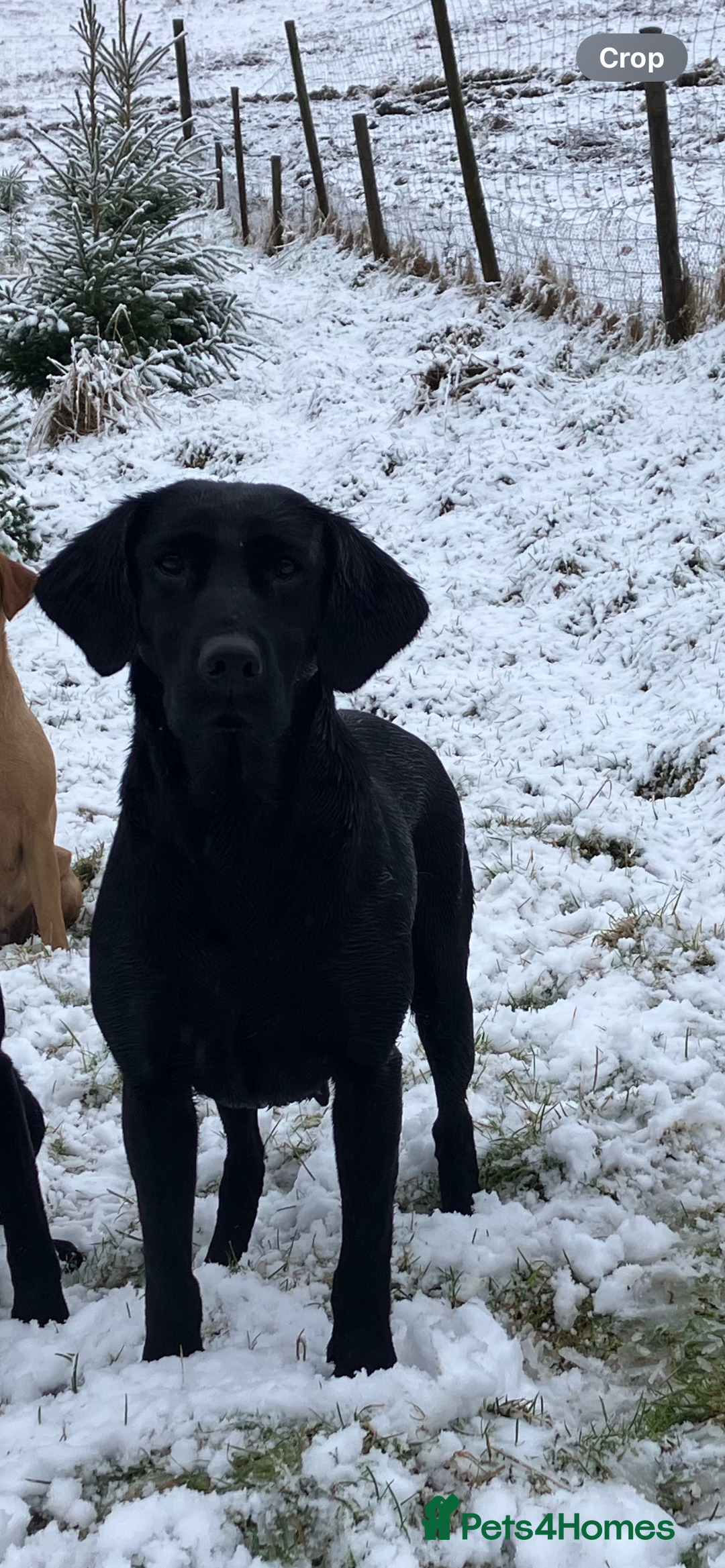 Labrador Retriever dogs for sale: Chunky Labrador pups, fully health tested parents  - Image 4
