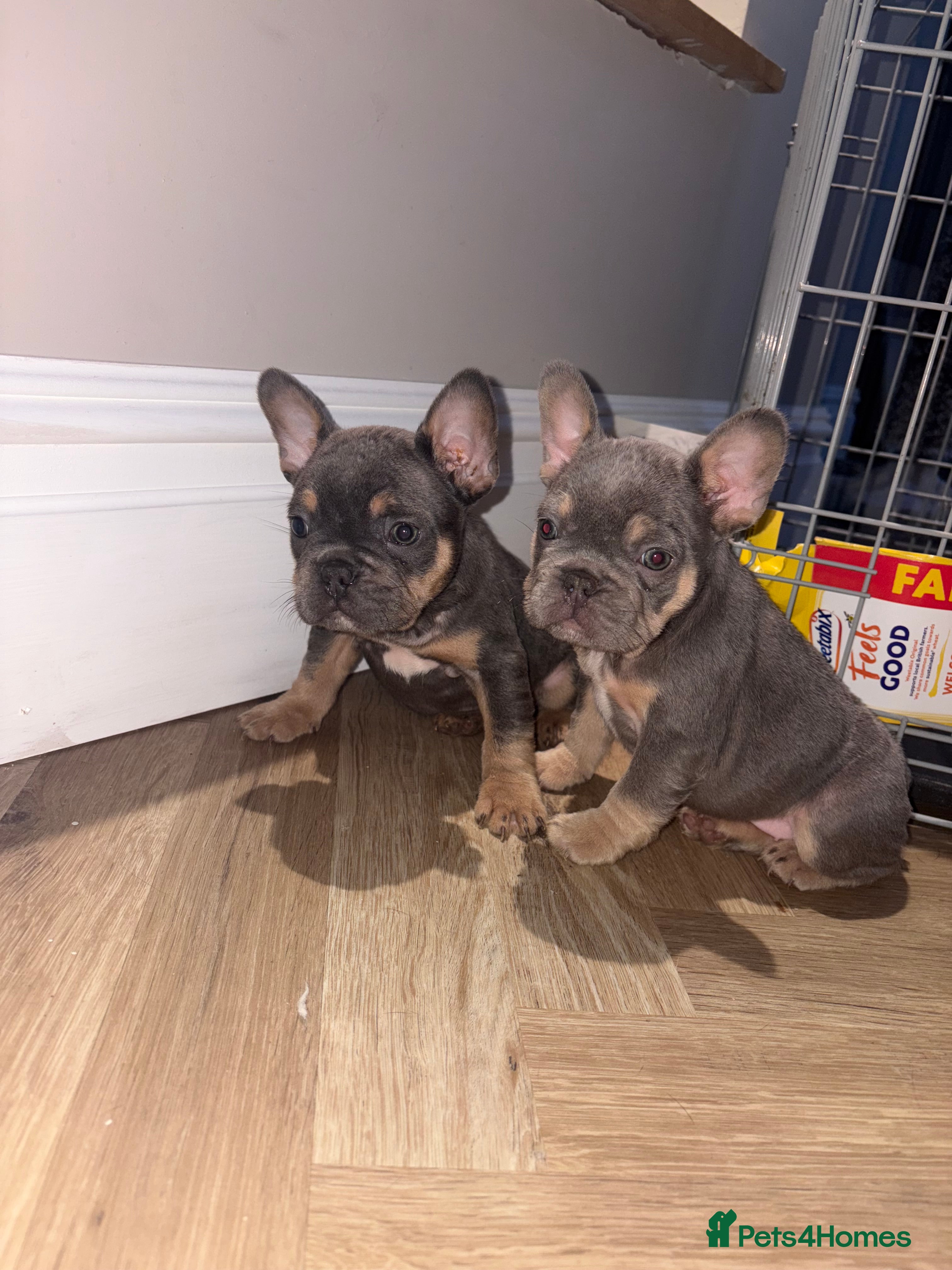 French Bulldog dogs French bulldog puppies NEARLY READY TO GO - Advert 14