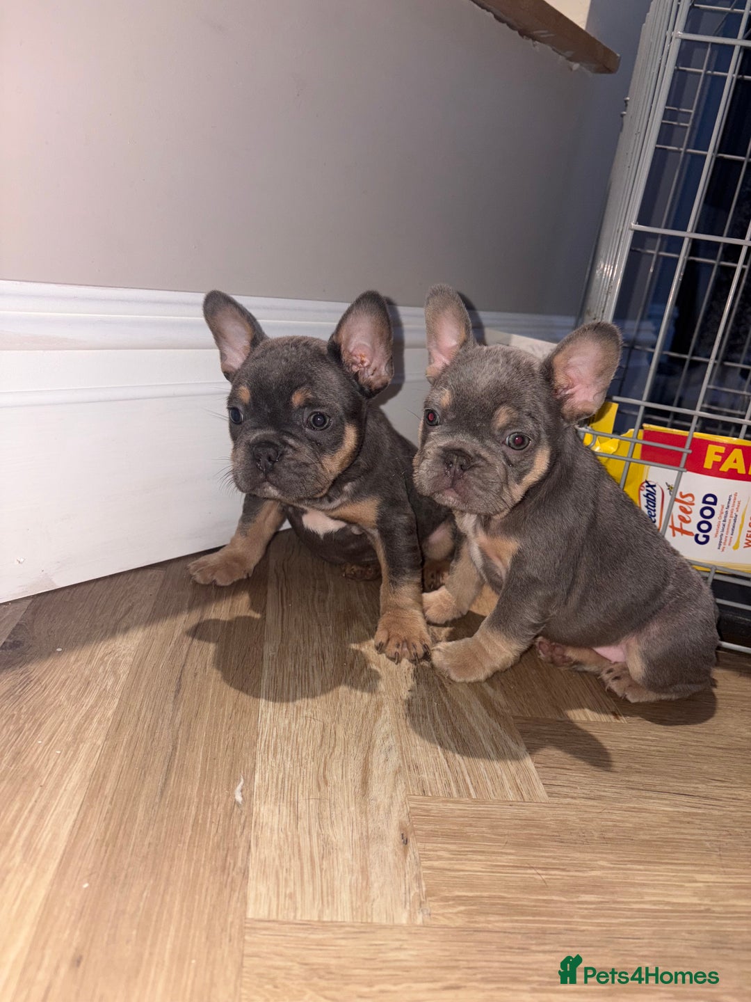 French Bulldog dogs for sale: French bulldog puppies NEARLY READY TO GO - Advert 1