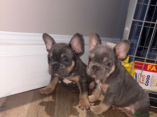 French Bulldog dogs French bulldog puppies NEARLY READY TO GO - Advert 14