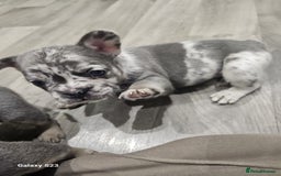French Bulldog dogs for sale: ⭐️⭐️⭐️⭐️litter of 6 Beautiful french bulldogs 😍🏠 in Southampton - Image 18
