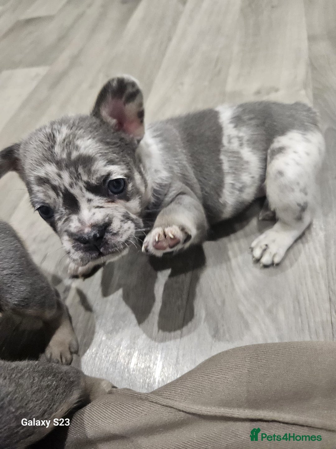 French Bulldog dogs for sale: ⭐️⭐️⭐️⭐️litter of 6 Beautiful french bulldogs 😍🏠 in Southampton - Image 18
