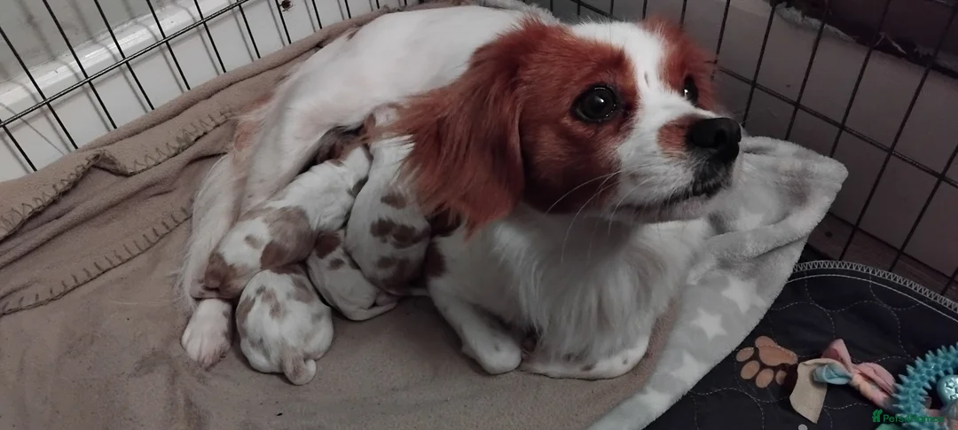 Cavalier King Charles Spaniel dogs for sale: King charles cavalier puppies - Advert 25