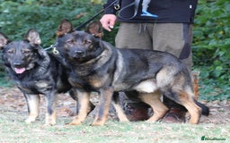 German Shepherd dogs for sale: 15 week old working line German Sheppard  - Image 12