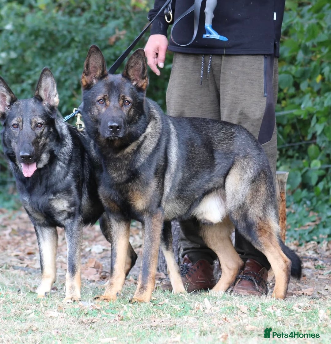 German Shepherd dogs for sale: 15 week old working line German Sheppard  - Image 12
