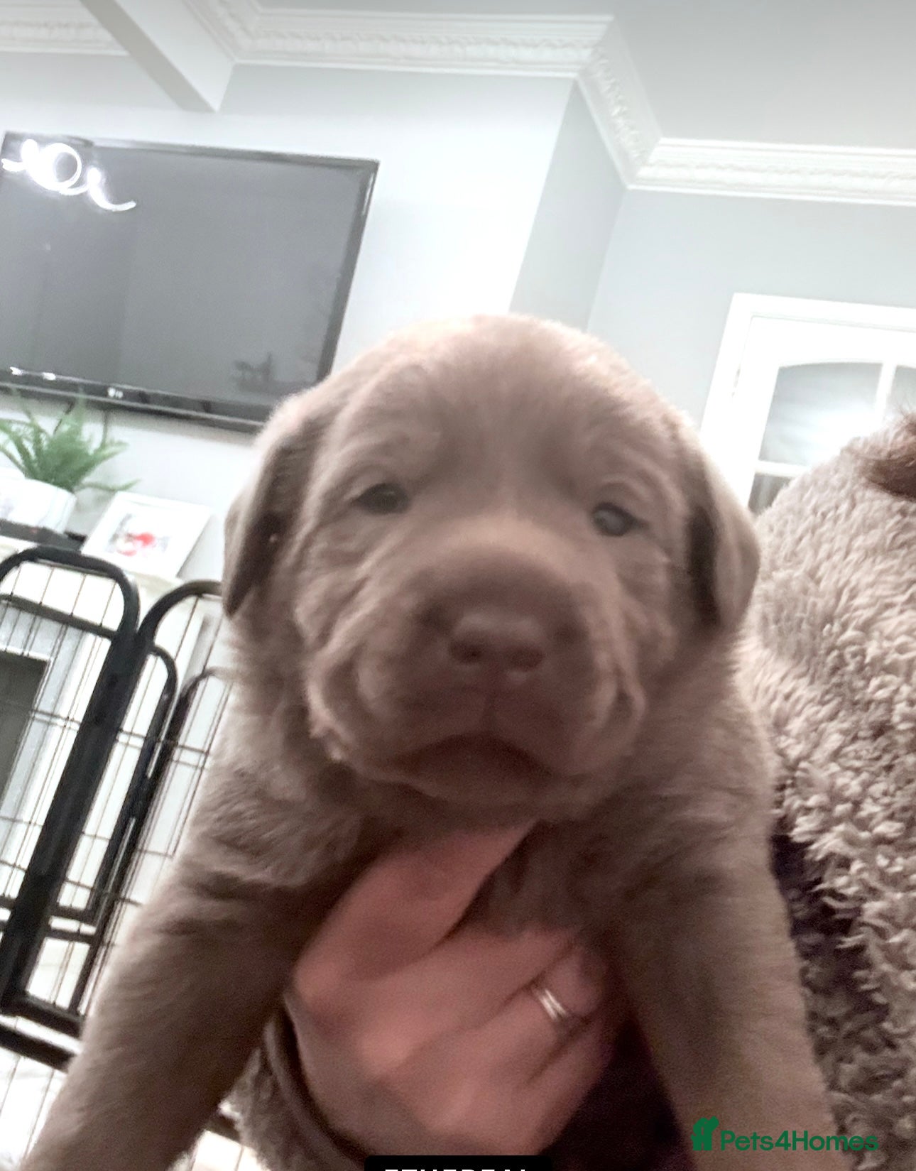 Labrador Retriever dogs KC REG top quality chunky silver Labrador puppies  - Advert 8