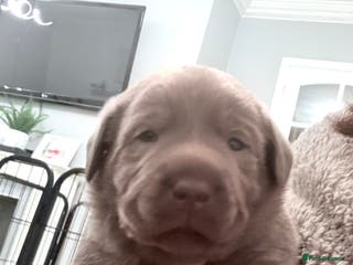 Labrador Retriever dogs KC REG top quality chunky silver Labrador puppies - Advert 8