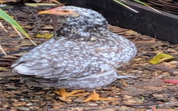 Chickens poultry for sale: Swedish Flower Rare Breed Hens/Cockerels - Image 1