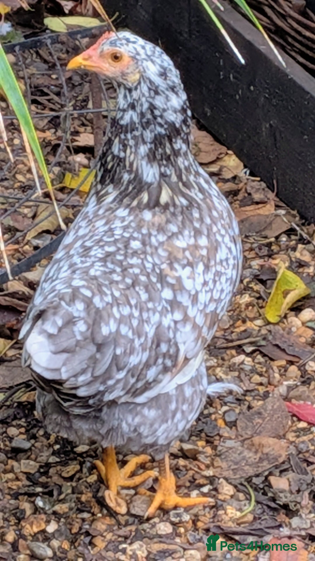 Chickens poultry for sale: Swedish Flower Rare Breed Hens/Cockerels - Image 1