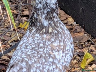 Chickens poultry - Advert 2