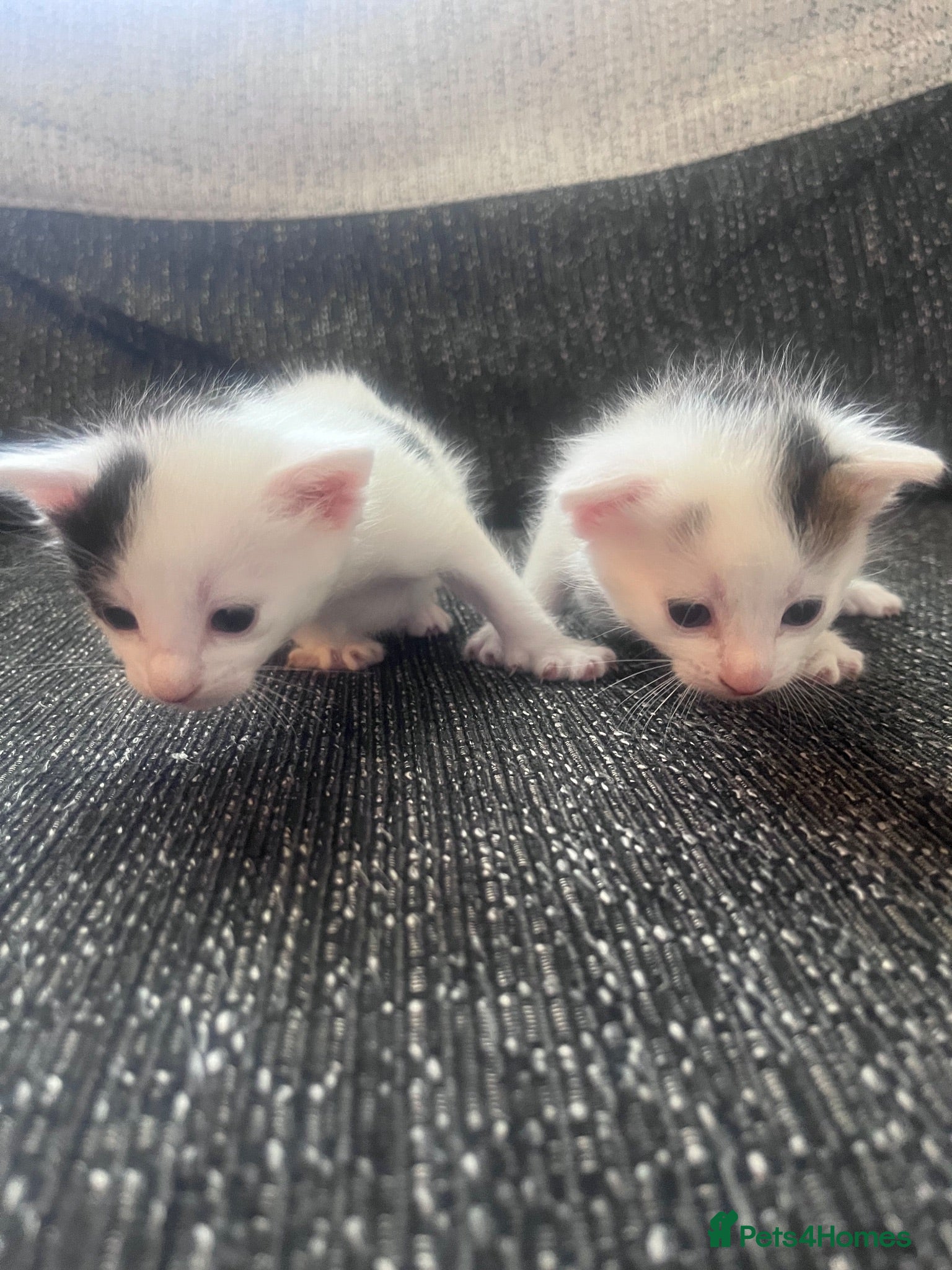 British Shorthair cats 2 wee gorgeous kittens  - Advert 1