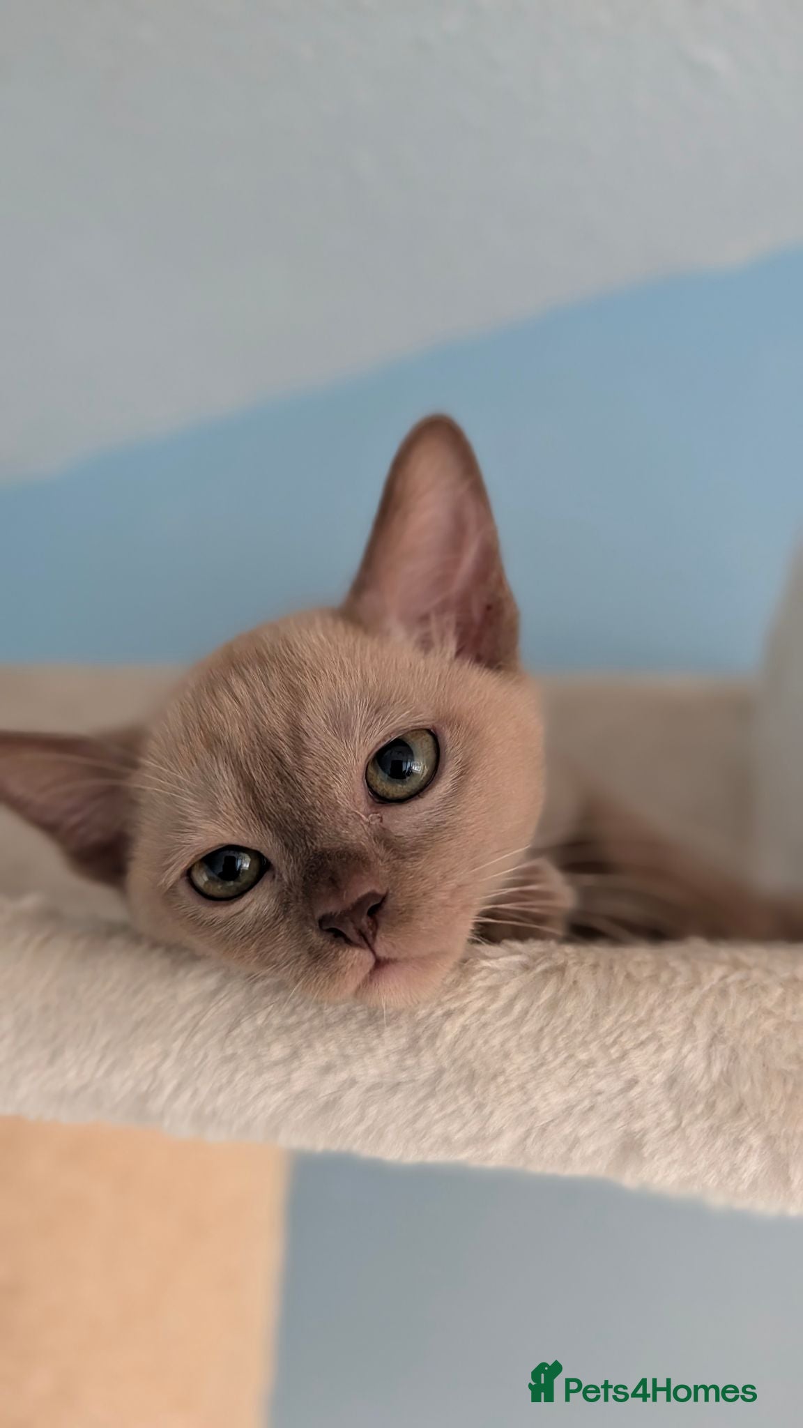 Burmese cats GCCF Chocolate Burmese  - Advert 8