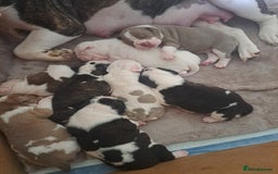 Old Tyme Bulldog dogs for sale: Old tyme bulldogs puppies for sale. - Image 3