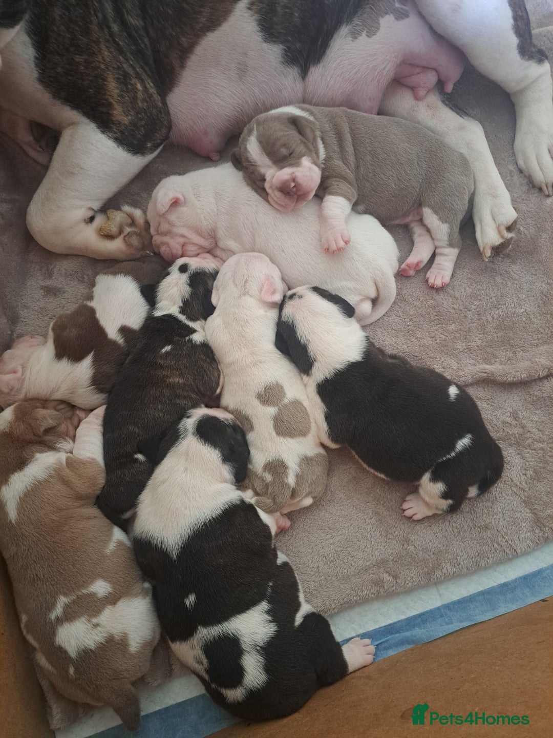 Old Tyme Bulldog dogs for sale: Old tyme bulldogs puppies for sale. - Image 3