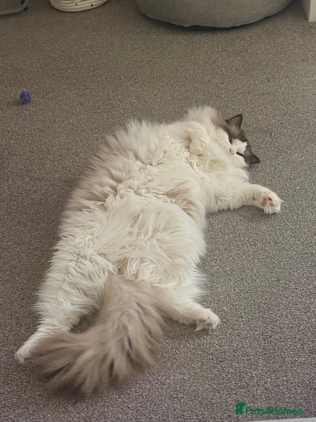 Ragdoll cats for sale: 10 Month Female GCCF Ragdoll Seeking Forever Home - Advert 8