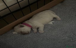 Bichon Frise dogs for sale: ✨ Bichon Frisé Puppies from Champion Bloodlines ✨ - Image 7