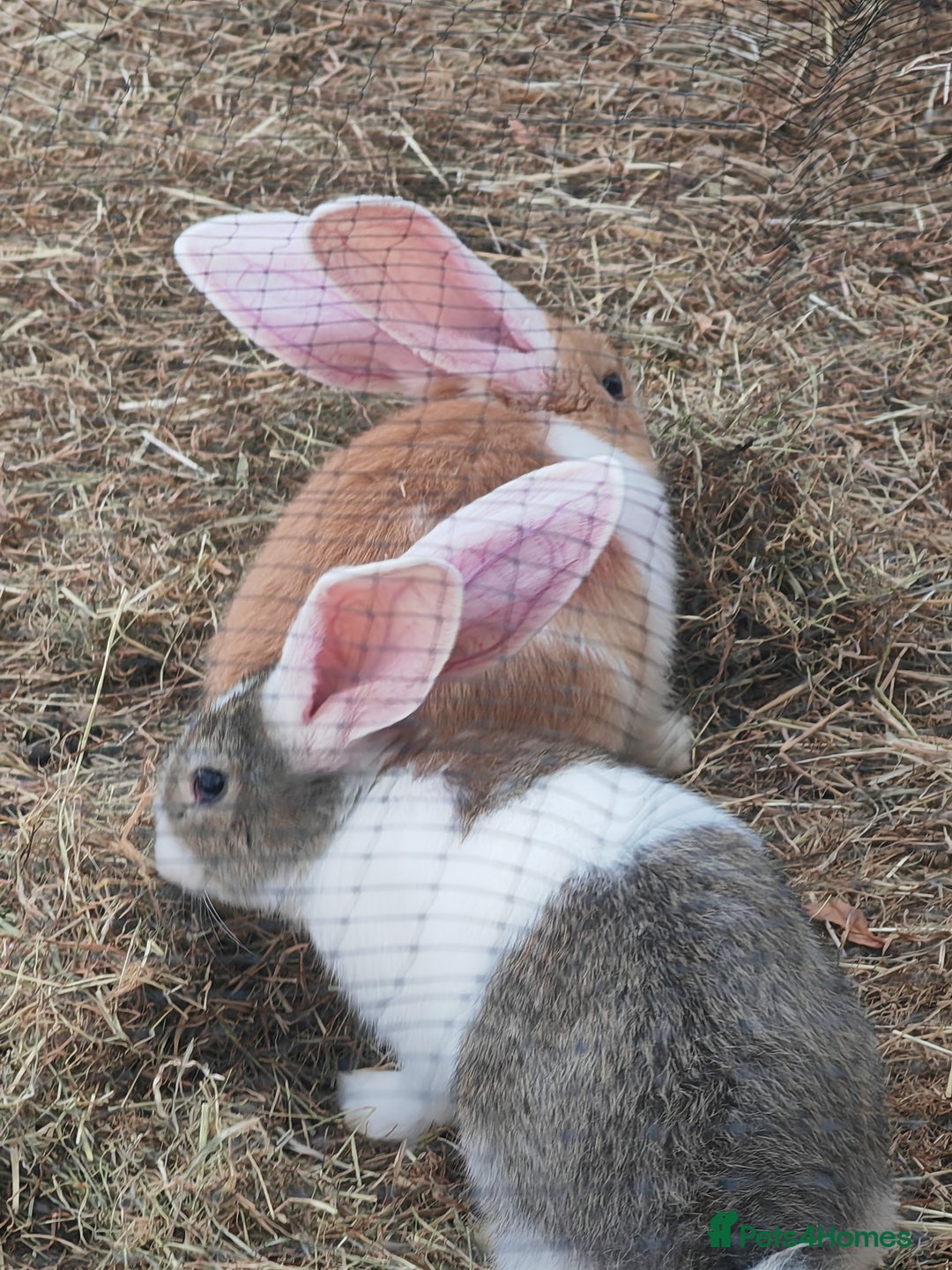 Flemish rabbits for sale: Pure flemish  - Image 4