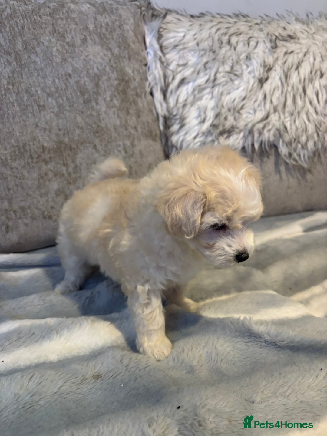 Maltipoo dogs for sale: Beautiful little maltipoo  - Advert 14
