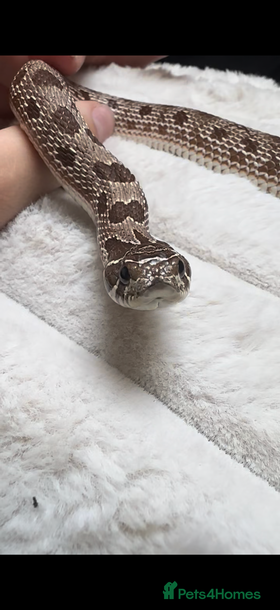 Snake reptiles for sale: Hognose Snake - Advert 1