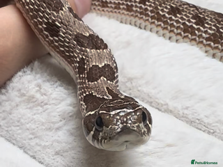 Snake reptiles Hognose Snake - Advert 3