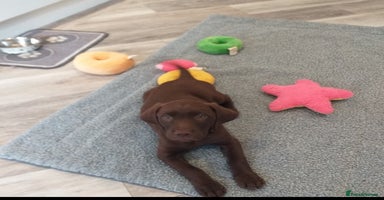 Labrador Retriever dogs - Advert 1
