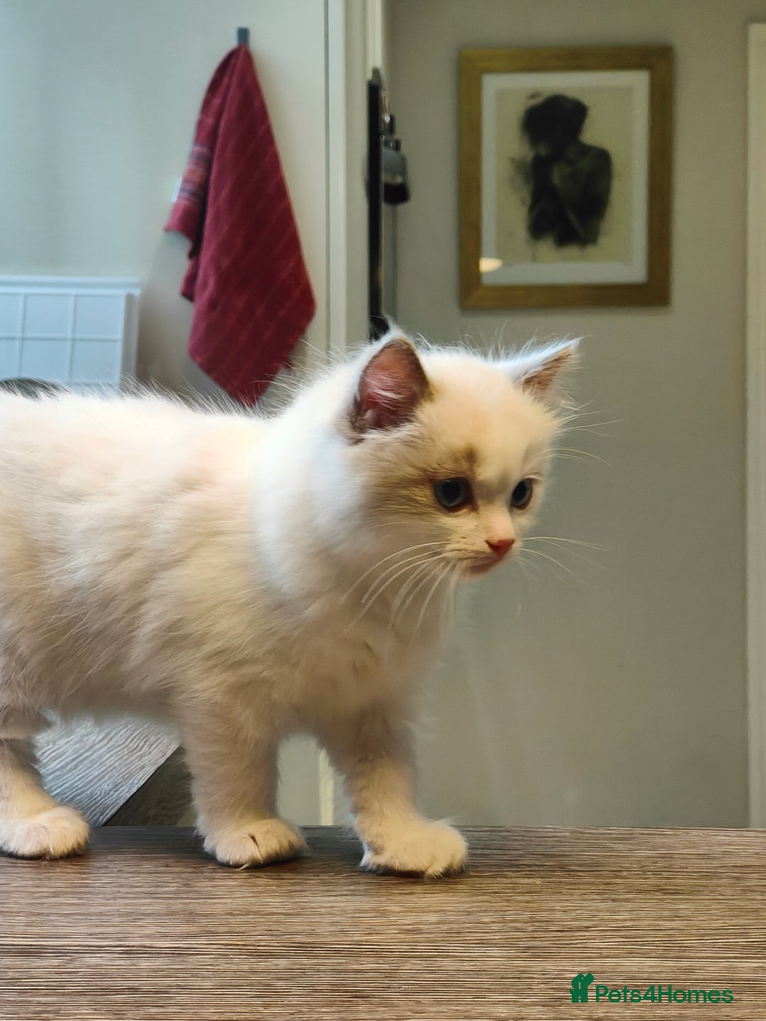 Ragdoll cats for sale: Charming Ragdoll Kittens -  - Image 18